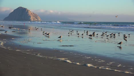 Shorebirds-and-people-in-front-of-the-beautiful-Morro-Bay-rock-along-California's-central-coast-1