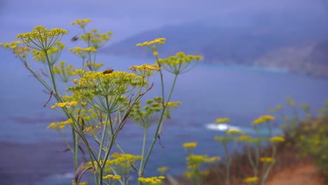 Sage-flowers-grow-along-California-Highway-One