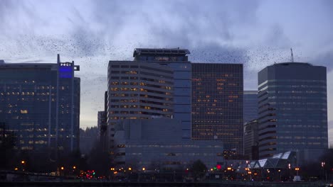 Huge-flocks-of-birds-migrate-amongst-tall-office-buildings-in-an-urban-city-setting-