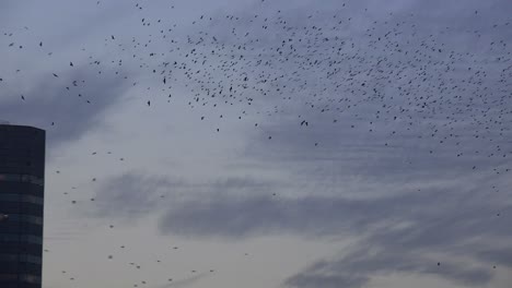 Huge-flocks-of-birds-migrate-amongst-tall-office-buildings-in-an-urban-city-setting--1