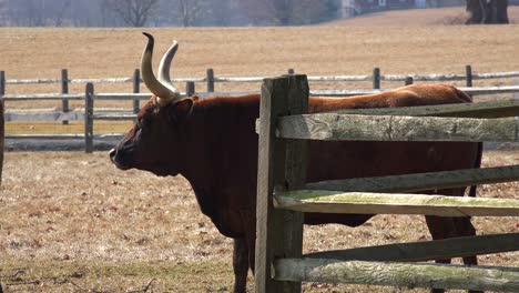 A-longhorn-bull-stands-in-a-paddock