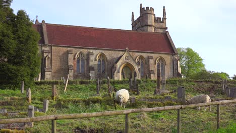 A-small-church-in-a-small-English-village-with-sheep-grazing