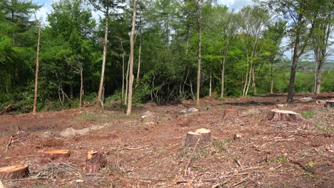 über-Ein-Abgeholztes-Gebiet-Mit-Baumstümpfen-Und-Gefällten-Bäumen-Schwenken
