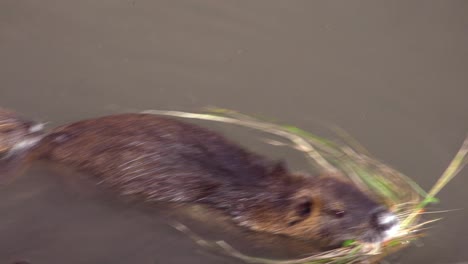 A-beaver-swims-in-a-river