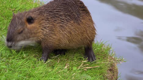 A-beaver-stands-along-the-shore-of-a-river