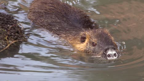 A-beaver-swims-in-a-river-1