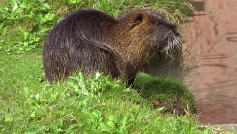 A-beaver-sits-on-the-banks-of-a-river-and-scratches-1