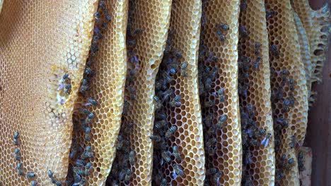 An-extreme-close-up-of-a-beehive-and-honeybees
