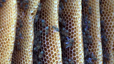 An-extreme-close-up-of-a-beehive-and-honeybees-1