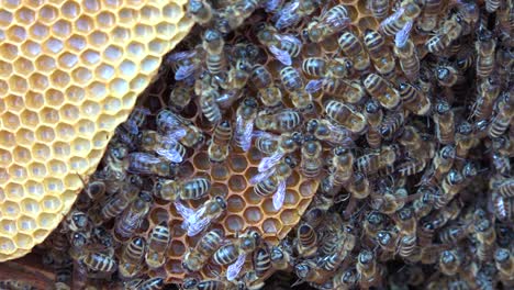 Eine-Extreme-Nahaufnahme-Eines-Bienenschwarms-In-Einem-Bienenstock-1