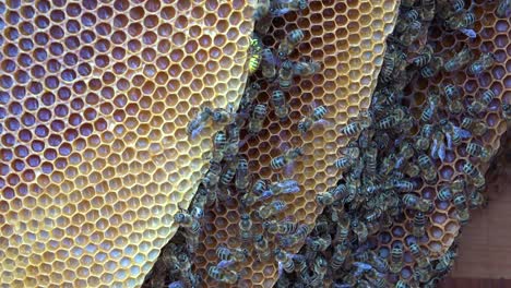 Eine-Extreme-Nahaufnahme-Eines-Bienenschwarms-In-Einem-Bienenstock-2