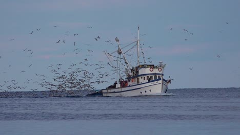 A-fishing-boat-comes-into-port-with-hundreds-of-seagulls-in-pursuit