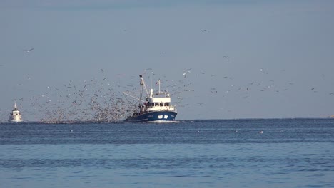 A-modern-fishing-boat-comes-into-port-with-hundreds-of-seagulls-in-pursuit