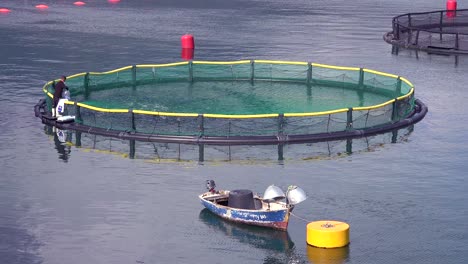 Workers-feed-fish-in-a-fish-farm-in-Montenegro-2