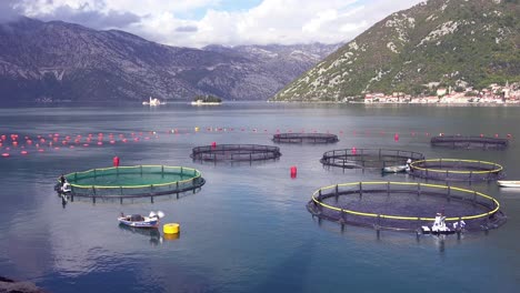 Workers-feed-fish-in-a-fish-farm-in-Boka-Bay-Montenegro