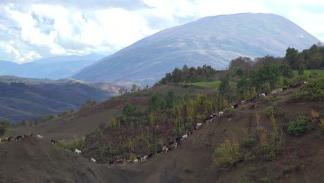 Establishing-shot-of-the-beautiful-alpine-mountains-of-Albania-with-sheep-and-goats-running-over-the-hillsides-1