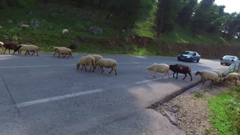 Albanischer-Hirte-Führt-Seine-Schafe-über-Eine-Asphaltierte-Autobahn