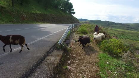 Albanischer-Hirte-Führt-Seine-Schafe-über-Eine-Asphaltierte-Autobahn-1