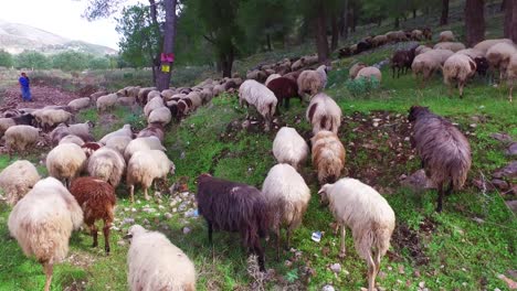 Albanian-shepherd-leads-his-sheep-across-a-paved-highway-2