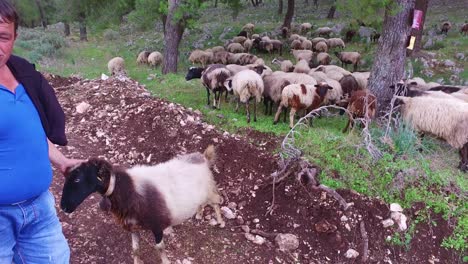 Albanian-shepherd-feeds-his-favorite-pet-goat