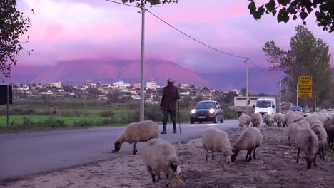 Albanian-shepherd-s-lead-their-flocks-along-a-road-at-sunset