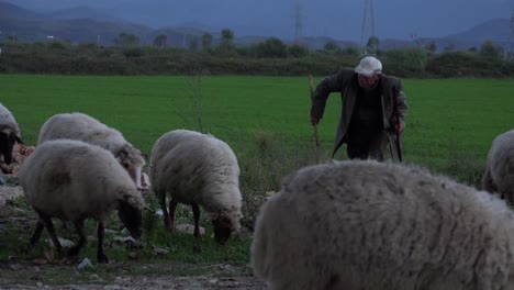 Albanian-shepherd-s-lead-their-flocks-along-a-road-at-sunset-1
