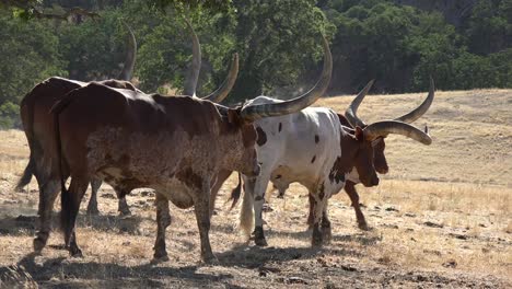 Texas-longhorn-cattle-graze-in-a-field