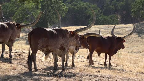 Texas-longhorn-cattle-graze-in-a-field-1