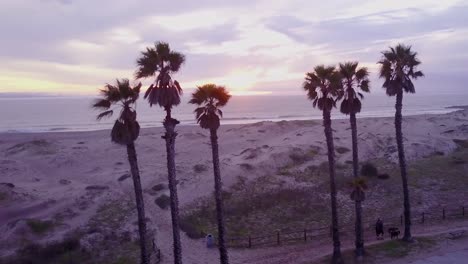 Nice-aerial-through-palm-trees-reveals-a-California-beach-scene