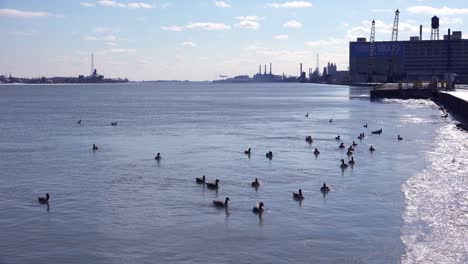 Enten-Und-Kanadagänse-Schwimmen-Auf-Dem-Detroit-River,-Der-Von-Fabriken-Und-Industrieanlagen-Gesäumt-Ist