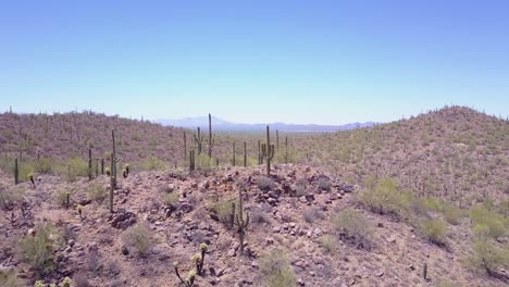 Toma-Aérea-Sobre-Cactus-En-El-Parque-Nacional-Saguaro,-Cerca-De-Tucson,-Arizona-1