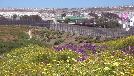 Wildblumen-Wachsen-Vor-Der-Grenzmauer-Zwischen-San-Diego-Und-Tijuana