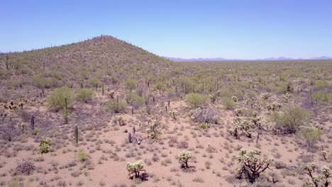 Toma-Aérea-Sobre-Cactus-Del-Desierto-En-El-Parque-Nacional-Saguaro-Cerca-De-Tucson,-Arizona