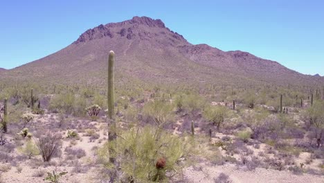Toma-Aérea-Alrededor-De-Cactus-Del-Desierto-En-El-Parque-Nacional-Saguaro-Cerca-De-Tucson,-Arizona