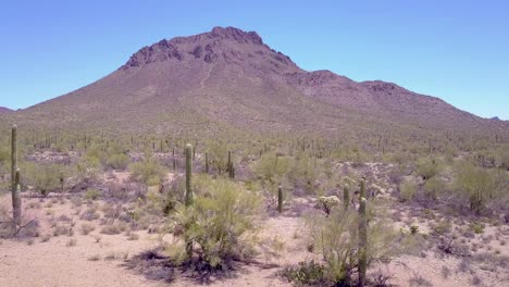 Aerial-shot-around-desert-cactus-in-Saguaro-National-Park-near-Tucson-Arizona-1