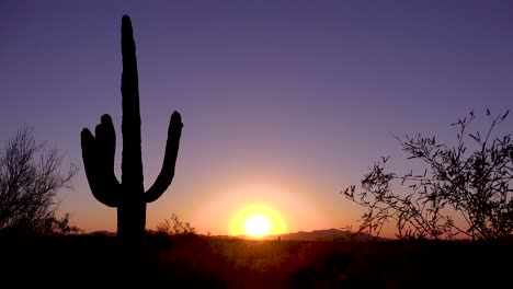 A-beautiful-sunset-or-sunrise-behind-cactus-at-Saguaro-National-Park-perfectly-captures-the-Arizona-desert