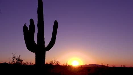 A-beautiful-sunset-or-sunrise-behind-cactus-at-Saguaro-National-Park-perfectly-captures-the-Arizona-desert-1