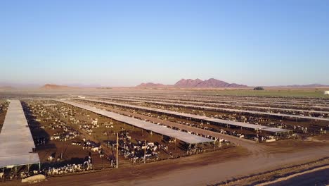 An-aerial-over-vast-stockyards-of-beef-cattle-in-the-American-west