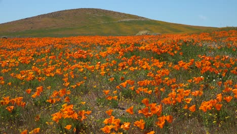 A-beautiful-orange-field-of-California-poppy-wildflowers