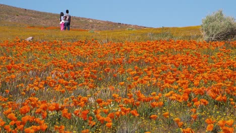 A-couple-stands-in-a-huge-field-of-California-poppy-wildflowers-1