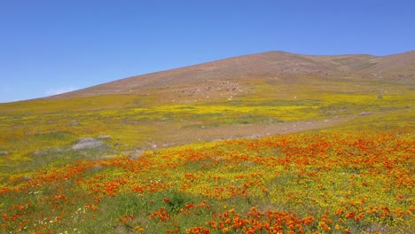 A-low-aerial-over-a-beautiful-orange-field-of-California-poppy-wildflowers-3