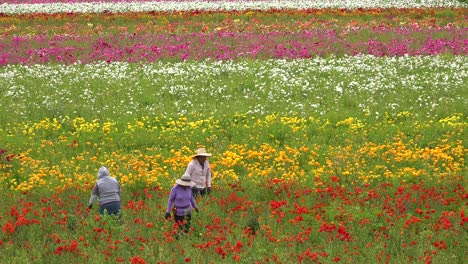 Mexican-farm-workers-labor-in-commercial-flower-fields-1