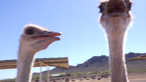 Ostriches-on-an-ostrich-farm-stare-and-peck-at-the-camera