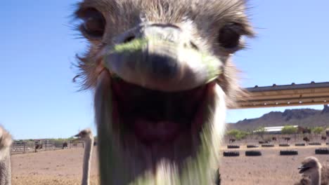 An-ostrich-at-an-ostrich-farm-stare-and-pecks-at-the-camera