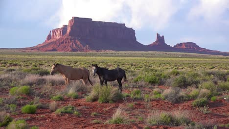 Pferde-Weiden-Mit-Der-Natürlichen-Schönheit-Des-Monument-Valley-Utah-Im-Hintergrund-9