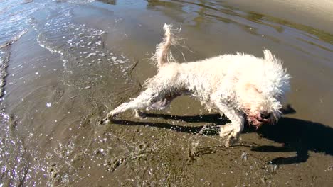 Ein-Nasser-Goldener-Doodle--Oder-Labradoodle-Hund-Schüttelt-In-Zeitlupe-Wasser-Am-Strand-Ab