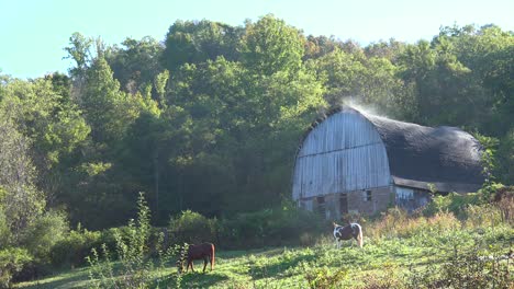 Steam-rising-off-an-old-barn-with-horses-foreground-in-the-countryside