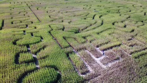An-aerial-over-a-vast-corn-maze-on-a-Michigan-farm