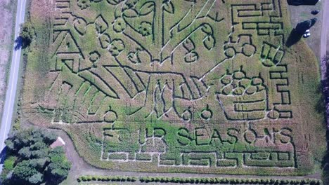 An-aerial-over-a-vast-corn-maze-on-a-Michigan-farm-1