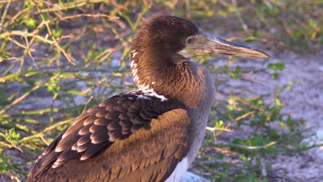 A-juvenile-Nazca-booby-bird-on-the-Galapagos-Islands-Ecuador